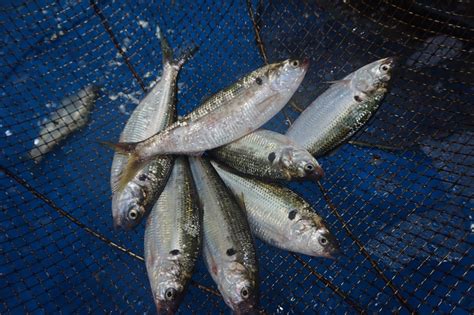 types of shad fish